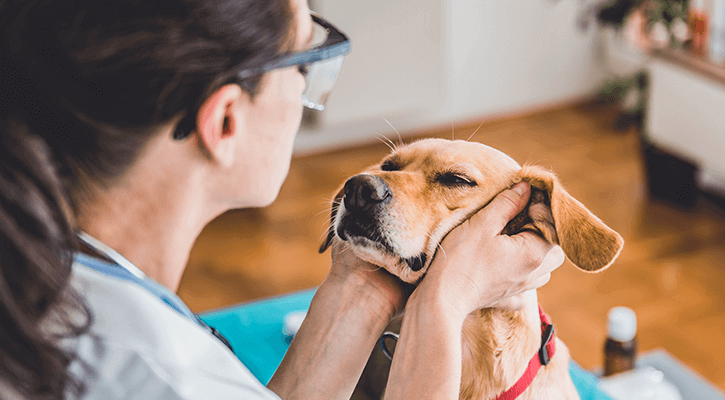 Pet Wellness Exams Dog Exam