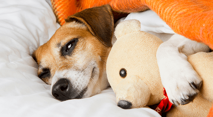 Dog With Stuffed Bear