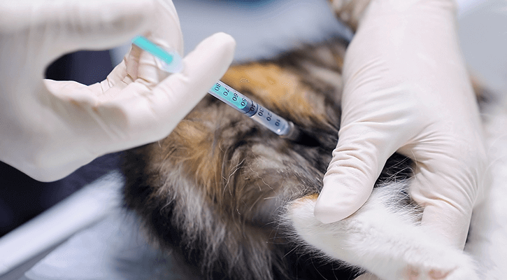 Cat Being Vaccinated