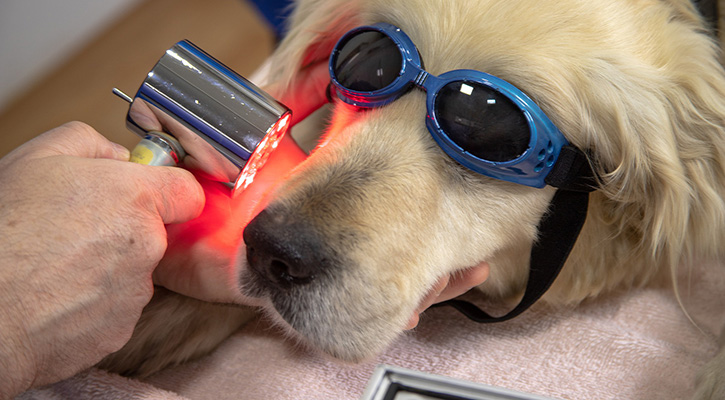 Dog Getting Laser Therapy On Snout