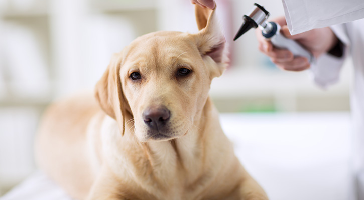 Dog Ear Examination