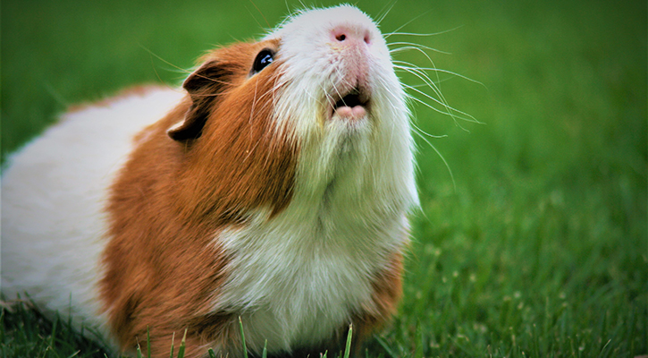 Exotic Pet Care Gerbil